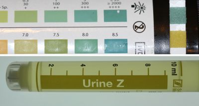 Urine dipstick test for proteinuria in cats innacurate, study suggests